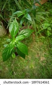 Herb Plant Known Daun Sambiloto Indonesia Stock Photo 1897614061 | Shutterstock