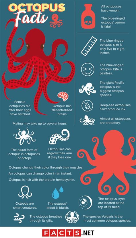 50 Surprising Octopus Facts You Probably Never Knew - Facts.net