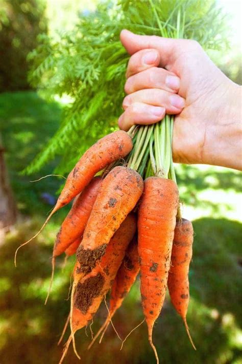 How To Plant And Grow Carrots Growfully