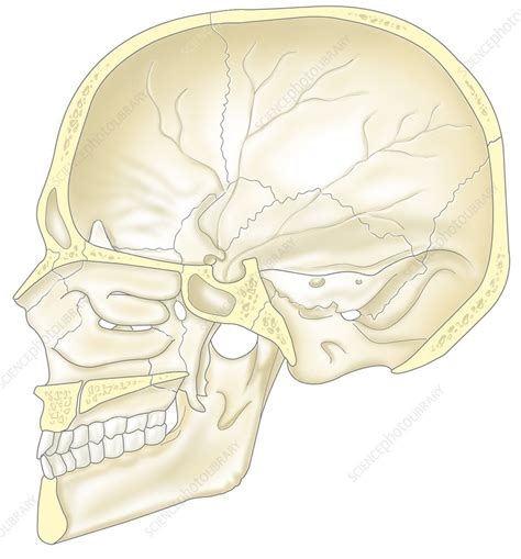 Vertical Cross Section Of The Skull Stock Image C0191491 Science