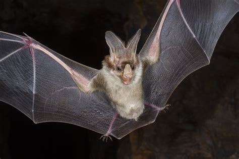 Let's Go Wild — The Ghost Bat (Macroderma gigas) The Ghost bat is...