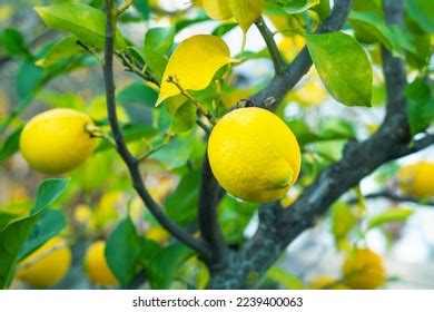 Citrus Evergreen Lemon Tree Ripe Yellow Stock Photo 2239400063 ...