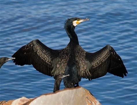 Great Cormorant Life Expectancy