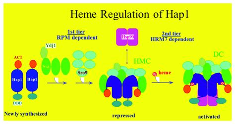 Hap1 Repression Modules RPMs Promote Hap1 Association With Ydj1 Ssa