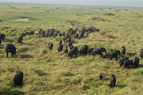 Elephants Upemba National Park Congo Democratic Republic Of The Congo Dr Congo Congo