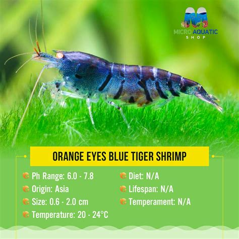 Orange Eyes Blue Tiger Shrimp | Micro Aquatic Shop | Reviews on Judge.me