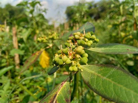 Euphorbia heterophylla también conocida como planta de fuego euforbia