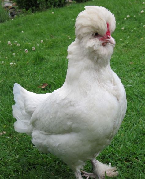 Sultan Chickens Breed Information