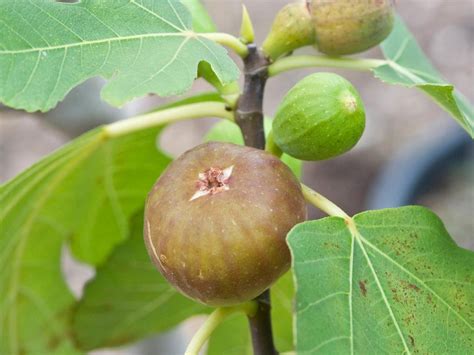 Tips Menanam Dan Merawat Buah Tin Ara Agar Berbuah Lebat Penjaga Rumah