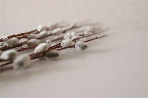 100 Free Pussy Willow Nature Images Pixabay