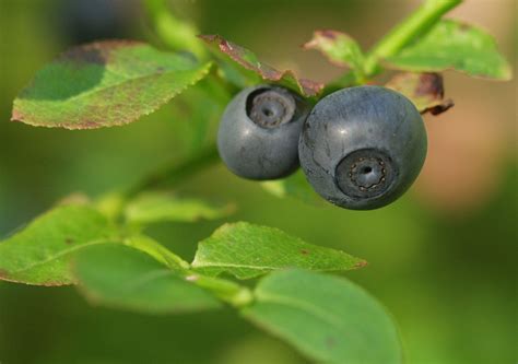 Черника обыкновенная (Vaccinium myrtillus)