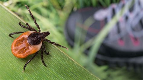 How To Avoid Ticks When You Re Hiking Prepping Pro Tips