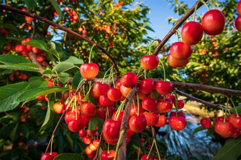 Where Do Rainier Cherries Grow Greenthumbsguide