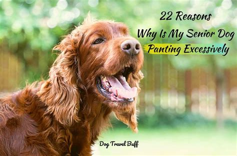 22 Reasons Why Is My Senior Dog Panting At Night Excessively