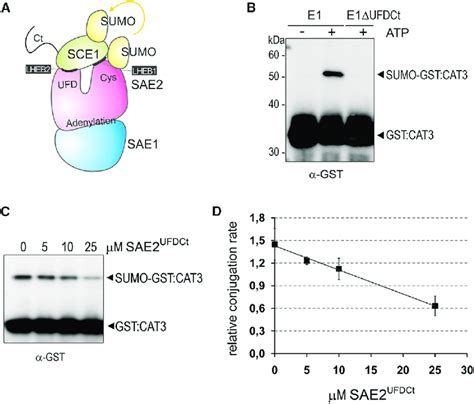 Engineering Sumo Activating Enzyme Large Subunit Sae2 For Sumoylation