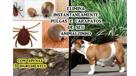 Como acabar os carrapatos de cachorra grávida sem químicas forte