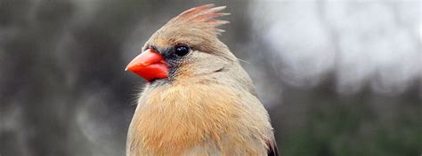 Female Cardinals: Identification Tips, Rare Color Variants, And More | ABC