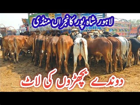 Lahore Cow Mandi Me Eid Waly Dant Bachray Sahiwal Cholistani