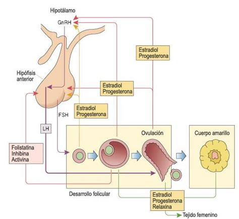 Esquema Que Ilustra Las Interacciones Hormonales Entre El Eje