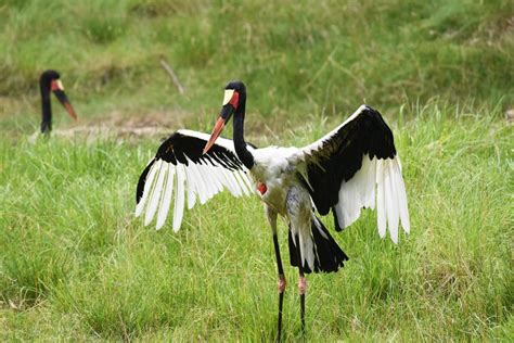 Saddle-billed Stork | The Maryland Zoo