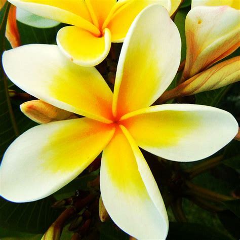 Yellow Plumeria Flowers - Structure Flower