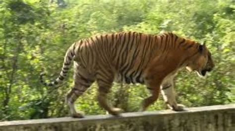 Bangladesh National Zoo, dhaka, Bangladesh - Top Attractions, Things to ...