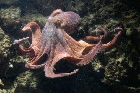 9 Types Of Octopus Species: The Diverse Octopus Family