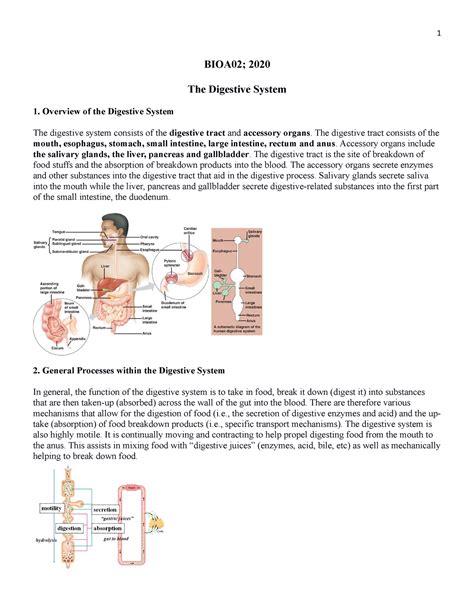 Lecture Notes Digestive System Bioa The Digestive