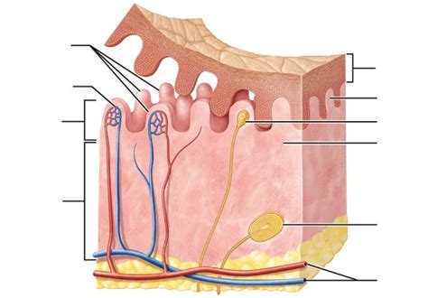 Unlabeled dermis Diagram | Quizlet