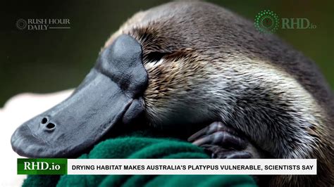 Drying Habitat Makes Australias Platypus Vulnerable Scientists Say