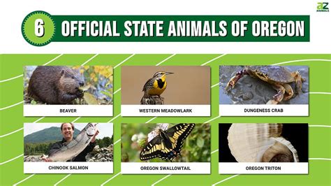 Discover the 6 Official State Animals of Oregon - A-Z Animals