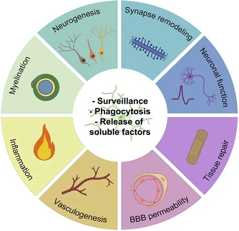 Microglia States And Nomenclature A Field At Its Crossroads Neuron