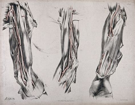 The Circulatory System Three Dissections Of The Arm With Free