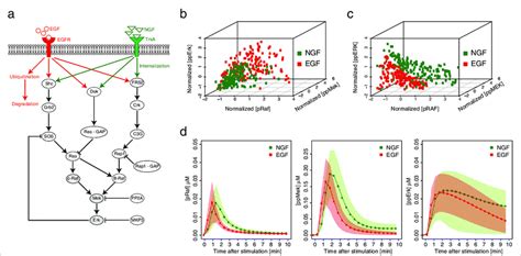 Simulations Of The Egf And Ngf Signaling Network In Pc12 Cells A The