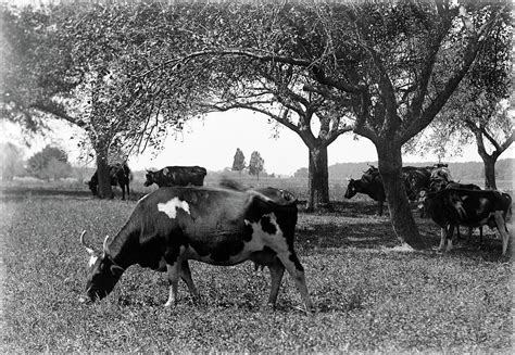 1890s 1900s Dairy Cows Grazing On Farm Photograph By Vintage Images