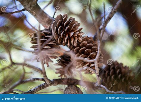 Fir Tree Cones on Branch in Forest Stock Image - Image of beautiful ...