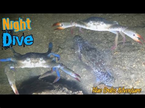 Night Dive Nagsilabasan Ang Napakadaming Blue Crabs Sa Gabing Ito