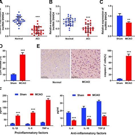 Expression Of Snhg In Cerebral Infarction Patients And Rat Mcao Model