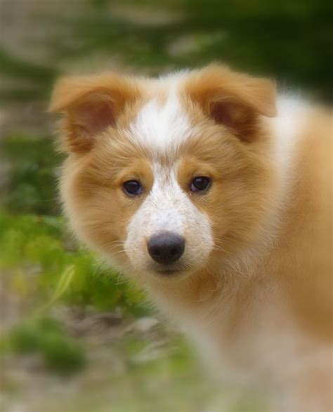 Australian Shepherd Border Collie Mix Puppies For Sale In Oklahoma