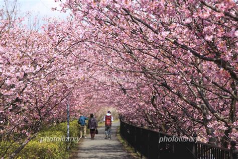 桜のトンネル 写真素材 734223 フォトライブラリー Photolibrary