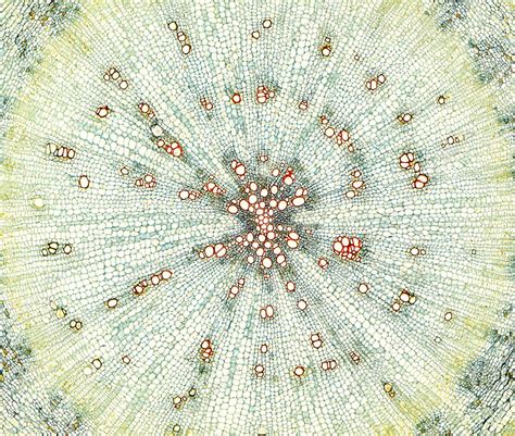 Wild Carrot Taproot Cross Section Light Micrograph Stock Image