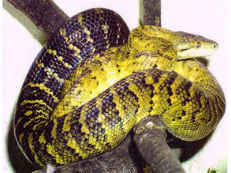 Jamaican Boa Facts and Pictures | Reptile Fact