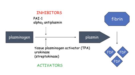 Unit Fibrinolysis Flashcards Quizlet