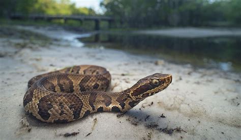 Which State Has More Venomous Snakes Texas Or Florida WorldAtlas