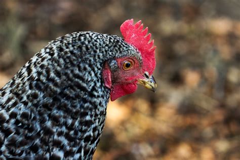 Plymouth Rock Chicken Breed Guide Know Your Chickens