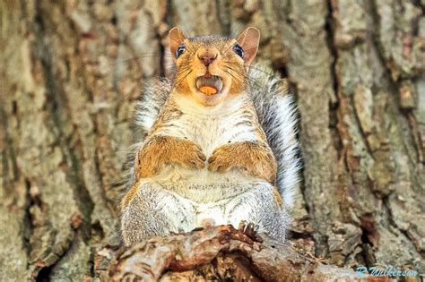 King Squirrel 500px Photography Squirrel