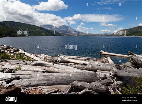 Trees Felled By The 1980 Eruption Of Mt St Helens Line The Bank And