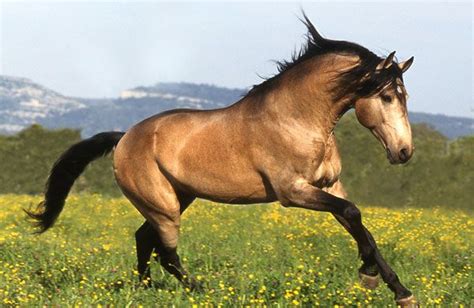 Buckskin Horse Facts with Pictures