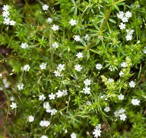 Звездчатка злаковидная или пьяная трава - AgroFlora.ru