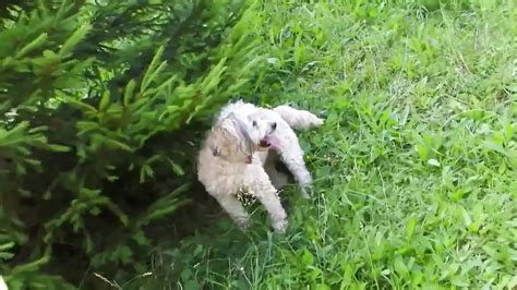 Mia Moore Porn Videos Porn Star Sex Scenes XHamster